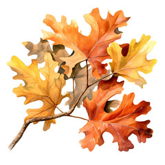 Fototapeta premium maple leaf isolated on white