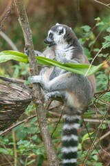 Portrait of a ring tailed lemur (Lemur catta) climbing a tree