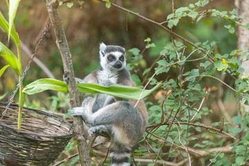 Portrait of a ring tailed lemur (Lemur catta) climbing a tree
