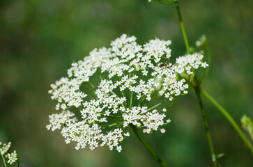 White wild flower