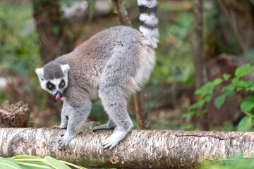 Portrait of a ring tailed lemur (Lemur catta) on a branch
