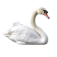 mute swan isolated on white