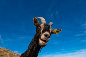 Close-up of a Goat in the alps