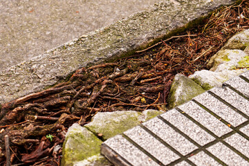 A bunch of tangled tree roots grows between a concrete curb and sidewalk