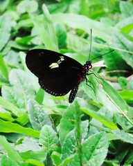 Fototapeta premium butterfly of vibrant colors, surrounded by its natural environment, transmitting an ephemeral and captivating moment of wildlife