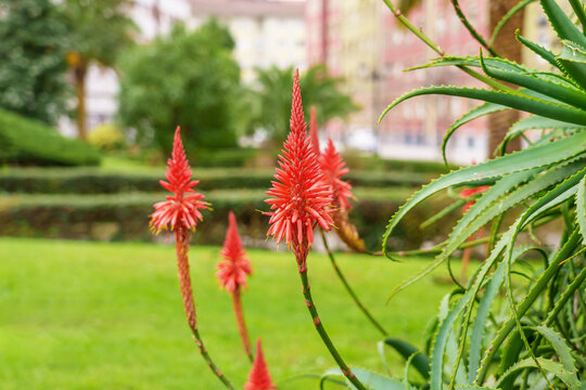 Aloe succulent plant in bloom in the city with bright red flowers