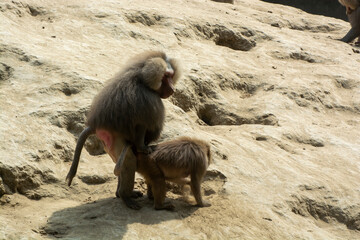Sexual intercourse of a couple of baboons. Photo a pair of baboons working to raise offspring
