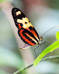 Fototapeta na wymiar butterfly of vibrant colors, surrounded by its natural environment, transmitting an ephemeral and captivating moment of wildlife