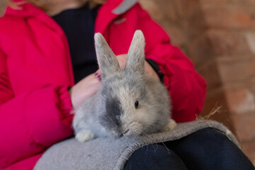 pet rabbit being held 