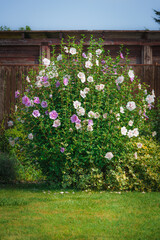 White and pink hibiscus flowers blooming beautifully in the garden in the countryside