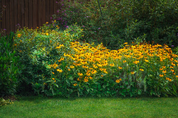 Bright yellow flowers of Rudbeckia fulgida (black-eyed-susan, coneflower) in the garden, countryside, Floral background with bright yellow daisies on natural background.Yellow-brown flowers