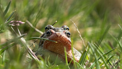 alpine frog or mountain frog (Rana temporaria)