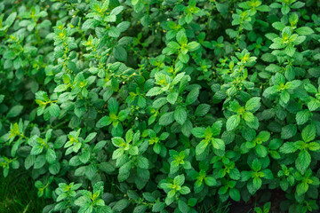 Melissa plant. Lemon balm in the garden. Countryside nature. Melissa leaf. Organic agriculture. Herb plant in the wild nature. Tea flavor.