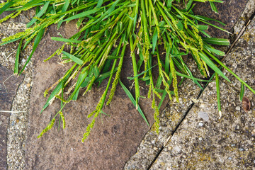 weed growing through gaps of a stone pavement, top view