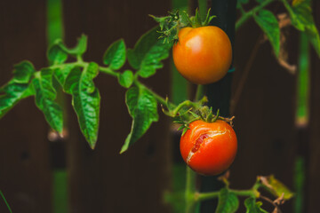 cracked cherry tomato on the stem, caused by nezara viridula