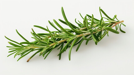 Rosemary Leaf Herb Isolated on White Background