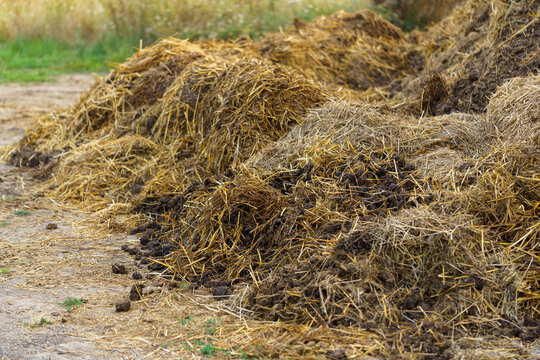 Pile of raw horse manure on the farmyard. Close up of pile of manure in the countryside. Detail of heap of dung in field. Village background. Idea of recycling natural waste.Natural organic fertilizer