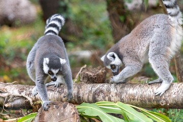 Close up of a pair of ring tailed lemurs (Lemur catta) on a branch