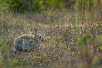 Grey small hare eating grass on summer field. Wild rabbit in nature, Wild rabbit sitting in grass field