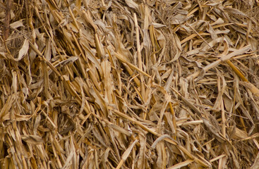 background of dray corn sticks