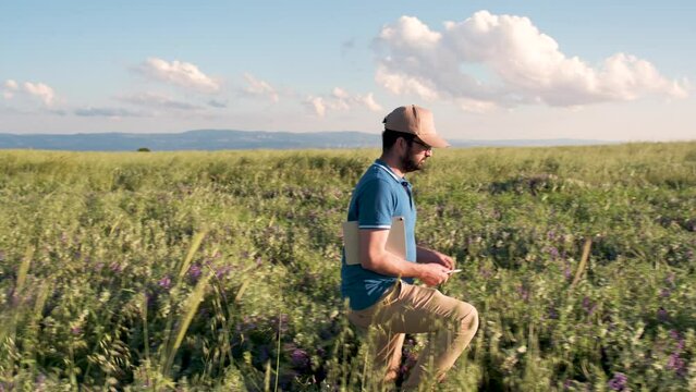 Young farmer, business owner looks in tablet in vetch plants farm land. Young agronomist with tablet in hands. Farmer agronomist checks eco-crops