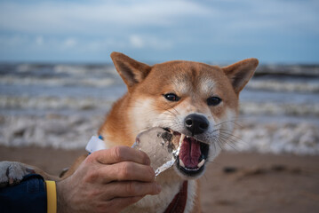 Shiba inu dog is eating a piece of ice in man's hand on the sea beach in winter