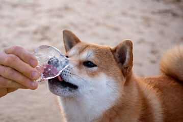 Shiba inu dog is licking a piece of ice in man's hand on the sea beach in winter