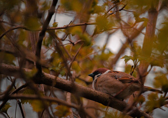 Sparrow