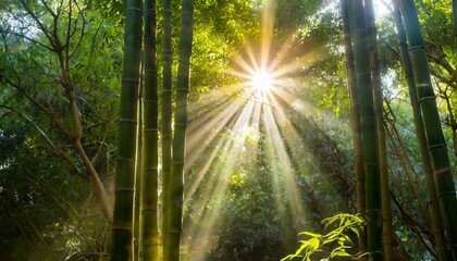 Fototapeta na wymiar sunlght peeks through dense bamboo