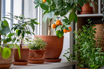 Tangerine tree with fruits in terracotta pot on windowsill at home. Calamondin citrus and houseplants, mint herb, lemon balm. Indoor gardening concept. Citrus plant for interior. Selective soft focus - obrazy, fototapety, plakaty