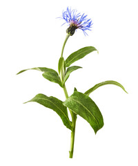 Fresh cornflower blossom beautiful blue flowers i