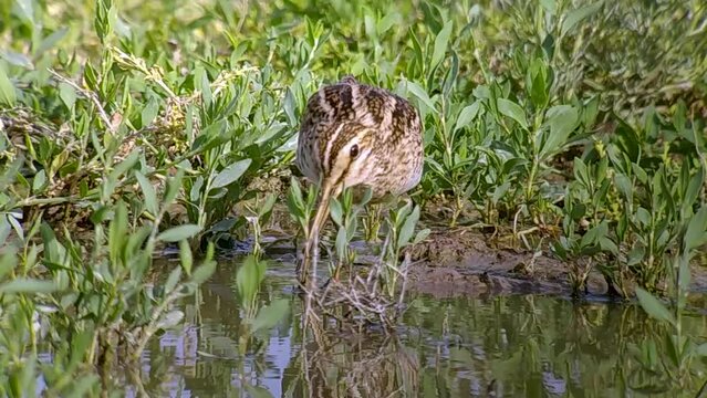 Migratory Common snipe (Gallinago gallinago) feeding in an artesian spring in Betpak Dala desert, Kazakhstan