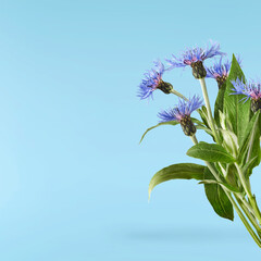Fresh cornflower blossom beautiful blue flowers falling in the air isolated - obrazy, fototapety, plakaty