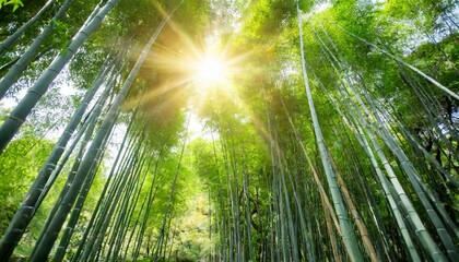 sunshine and green bamboo forest