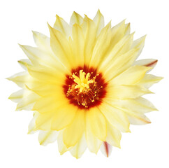 Fresh cactus flower blossom, beautiful yellow flower