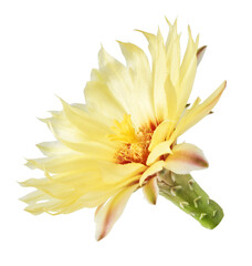 Fresh cactus flower blossom, beautiful yellow flower