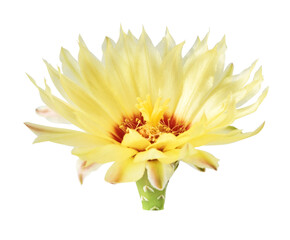 Fresh cactus flower blossom, beautiful yellow flower