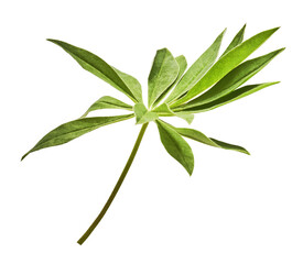 Fresh green lupine leaves isolated on yellow background