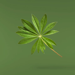 Fresh green lupine leaves falling in the air isolated on green background
