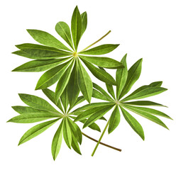 Fresh green lupine leaves falling in the air isolated on white background