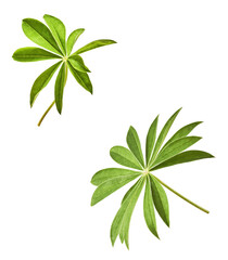 Fresh green lupine leaves falling in the air isolated on white background