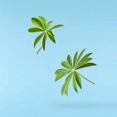 Fresh green lupine leaves falling in the air isolated on blue background