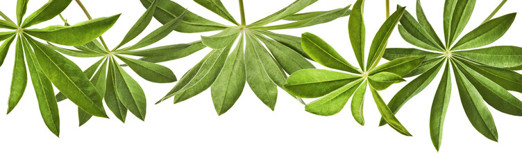 Fresh green lupine leaves falling in the air isolated on white background