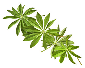 Fresh green lupine leaves falling in the air isolated on white background