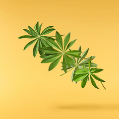Fresh green lupine leaves falling in the air isolated on yellow background