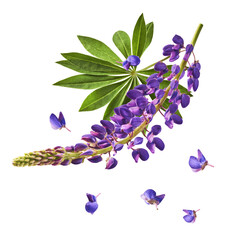 Fresh Lupine blossom beautiful purple flowers falling in the air isolated on white background. Zero...