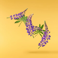 Fresh Lupine blossom beautiful purple flowers falling in the air isolated on yellow background....