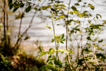 Grüne Blätter im Sommer am Fluss in den Bergen der Great Smoky Mountains
