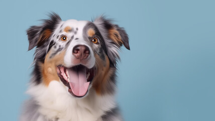 Fototapeta na wymiar Advertising portrait, banner, happy colored australian shepherd looking straight to the camera, isolated on light blue background