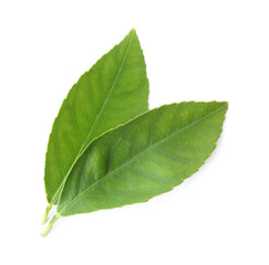 Obraz premium Fresh green citrus leaves isolated on white